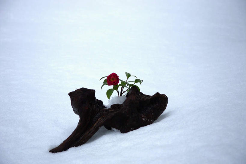 无人,横图,俯视,室外,特写,白天,雪,大雪,山茶花,积雪,雪景,冬季,冬天,树桩,树,树干,一朵,一个,红色,木桩,寒冷,单个,玉茗花,耐冬,严寒,海石榴,茶花,彩图,高角度拍摄