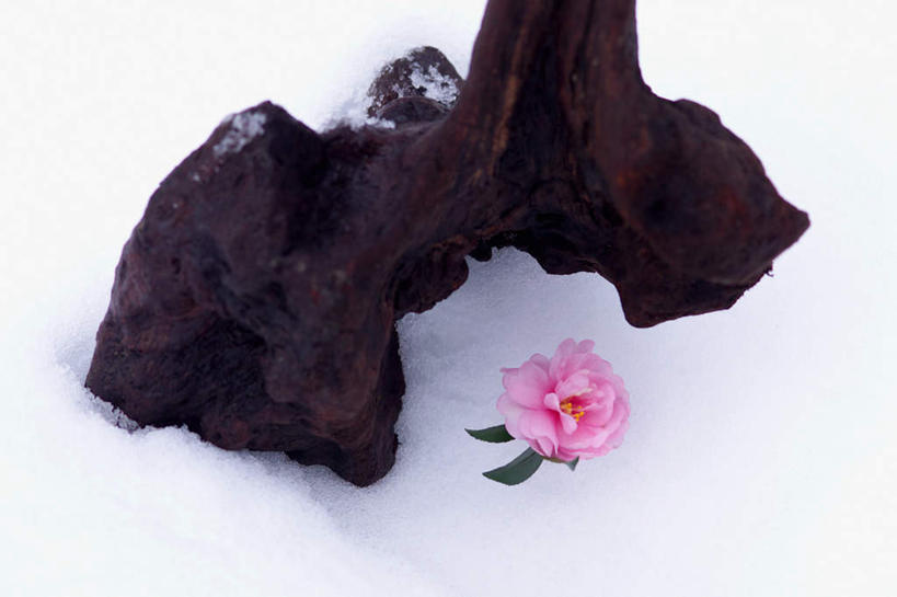 无人,横图,俯视,室外,特写,白天,雪,大雪,山茶花,积雪,雪景,冬季,冬天,树桩,树,树干,一朵,一个,红色,木桩,寒冷,单个,玉茗花,耐冬,严寒,海石榴,茶花,彩图,高角度拍摄