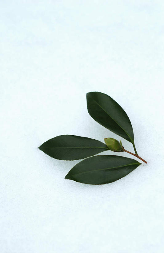 无人,竖图,俯视,室外,特写,白天,雪,大雪,叶子,积雪,雪景,冬季,冬天,绿叶,一个,绿色,嫩叶,寒冷,单个,严寒,叶,叶片,彩图,高角度拍摄