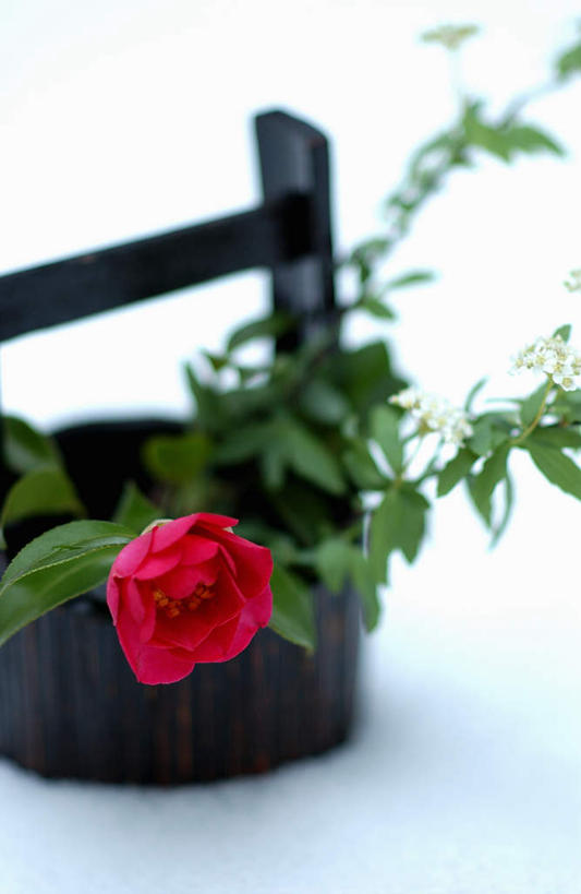 无人,竖图,俯视,室外,特写,白天,雪,大雪,山茶花,叶子,木桶,桶,积雪,雪景,冬季,冬天,绿叶,一朵,一个,红色,容器,嫩叶,寒冷,单个,储藏,储存,玉茗花,耐冬,严寒,海石榴,茶花,叶,叶片,彩图,高角度拍摄,贮存