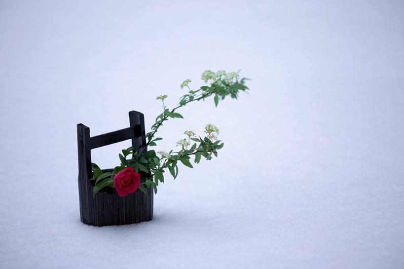 无人,横图,俯视,室外,特写,白天,雪,大雪,山茶花,叶子,木桶,桶,积雪,雪景,冬季,冬天,绿叶,一朵,一个,红色,容器,嫩叶,寒冷,单个,储藏,储存,玉茗花,耐冬,严寒,海石榴,茶花,叶,叶片,彩图,高角度拍摄,贮存