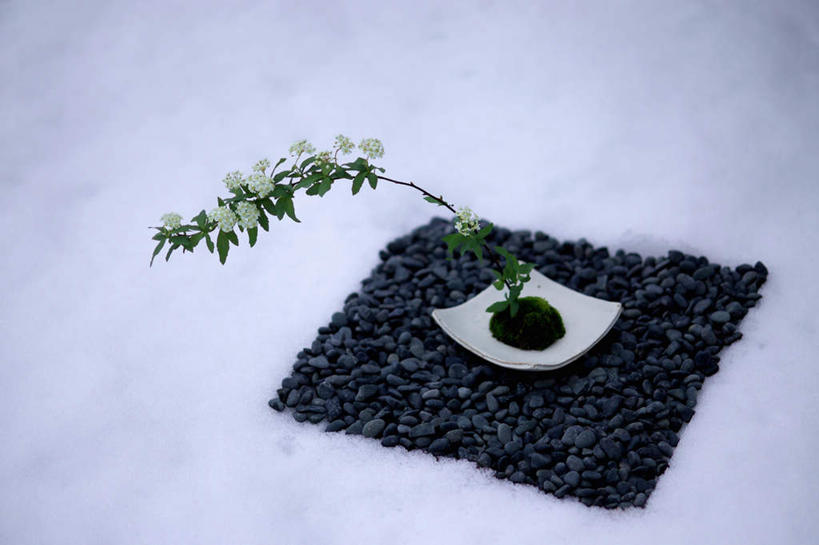 无人,横图,俯视,室外,白天,石头,雪,植物,大雪,餐具,碟子,盘,盆栽,石子,积雪,雪景,冬季,冬天,盆景,绿色,自然,盘子,碟,鹅卵石,寒冷,生长,成长,按摩石,严寒,石块,彩图,高角度拍摄