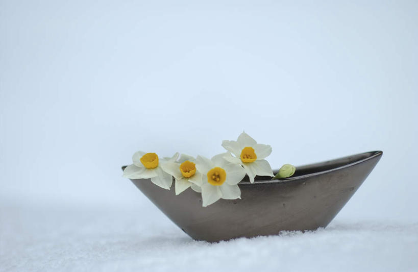 无人,横图,室外,白天,正面,雪,大雪,水仙花,盛开,积雪,雪景,冬季,冬天,花蕾,花,花瓣,花朵,鲜花,一朵,白色,花苞,花蕊,寒冷,严寒,彩图