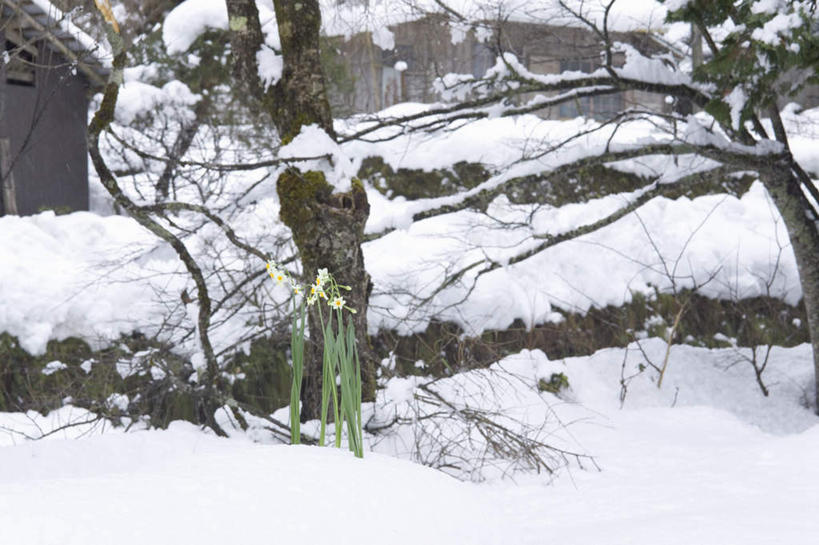 无人,横图,室外,白天,正面,雪,大雪,水仙花,盛开,积雪,雪景,冬季,冬天,花蕾,花,花瓣,花朵,鲜花,花苞,花蕊,寒冷,严寒,彩图