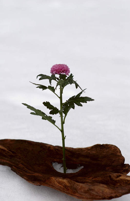 无人,竖图,室外,白天,正面,雪,植物,大雪,盛开,盆栽,积雪,雪景,冬季,冬天,盆景,花蕾,花,花瓣,花朵,鲜花,一朵,绿色,紫色,自然,花苞,花蕊,菊花,寒冷,生长,成长,严寒,彩图