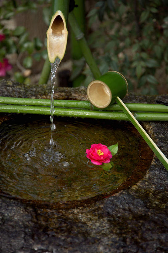 无人,竖图,俯视,室外,白天,纯洁,水,植物,竹子,波纹,盛开,液体,池塘,水池,涟漪,花蕾,饮用水,花,花瓣,花朵,鲜花,树,树木,一朵,红色,绿色,倒影,水纹,自然,矿泉水,波浪,花苞,花蕊,生长,成长,倒映,高雅,蒸馏水,水晕,奉献,质朴,正直,担当,反照,竹,彩图,高角度拍摄,奋进,操守,四君子,岁寒三友,性坚,虚怀,虚心,善群,卓尔