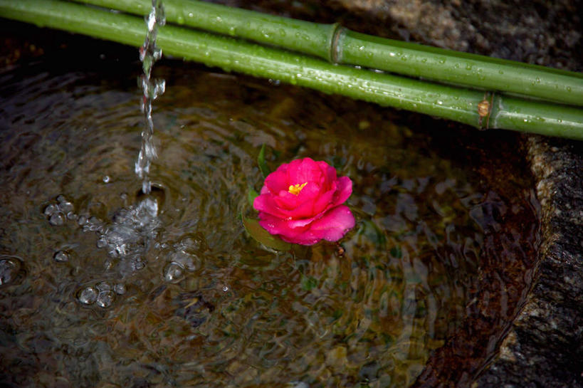 无人,横图,俯视,室外,特写,白天,纯洁,水,植物,山茶花,竹子,波纹,盛开,液体,池塘,水池,涟漪,花蕾,饮用水,花,花瓣,花朵,鲜花,树,树木,一朵,红色,绿色,倒影,水纹,自然,矿泉水,波浪,花苞,花蕊,生长,成长,倒映,高雅,蒸馏水,水晕,玉茗花,耐冬,奉献,质朴,海石榴,正直,担当,反照,茶花,竹,彩图,高角度拍摄,奋进,操守,四君子,岁寒三友,性坚,虚怀,虚心,善群,卓尔