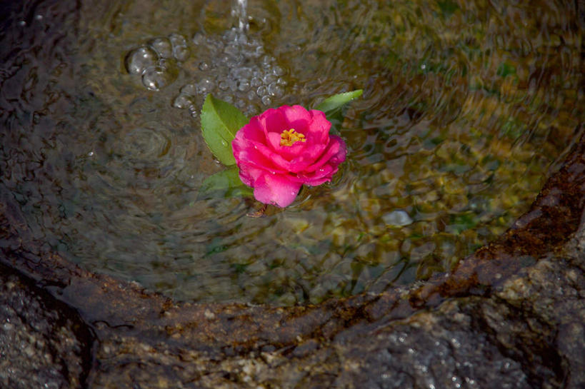 无人,横图,俯视,室外,特写,白天,水,山茶花,波纹,盛开,液体,池塘,水池,涟漪,花蕾,饮用水,花,花瓣,花朵,鲜花,一朵,红色,倒影,水纹,矿泉水,波浪,花苞,花蕊,倒映,蒸馏水,水晕,玉茗花,耐冬,海石榴,反照,茶花,彩图,高角度拍摄