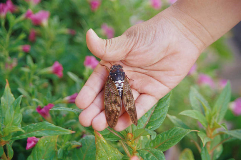 东方人,儿童,手,一个人,站,横图,室外,特写,白天,正面,纯洁,蝉,亚洲,仅一个男性,仅一个人,服装,盛开,昆虫,拿,花蕾,拿着,注视,休闲装,黄种人,花,花瓣,花朵,鲜花,小孩,衣服,动物,花苞,花蕊,观察,看,站着,仅一个小孩,休闲,手部,休闲服,可爱,童年,童趣,服饰,观看,察看,关注,童真,烂漫,无邪,害虫,蚱蝉,天真,男孩,男人,男性,亚洲人,孩子,知了,站立,半身,彩图,男生