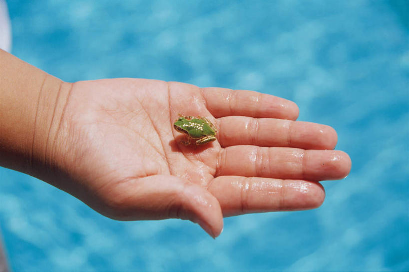 东方人,儿童,一个人,站,横图,俯视,室外,特写,白天,纯洁,青蛙,野生动物,亚洲,仅一个男性,仅一个人,服装,注视,休闲装,黄种人,小孩,衣服,动物,观察,看,站着,仅一个小孩,休闲,休闲服,可爱,童年,童趣,服饰,活泼,观看,察看,关注,童真,烂漫,无邪,天真,男孩,男人,男性,亚洲人,孩子,站立,半身,彩图,高角度拍摄,男生