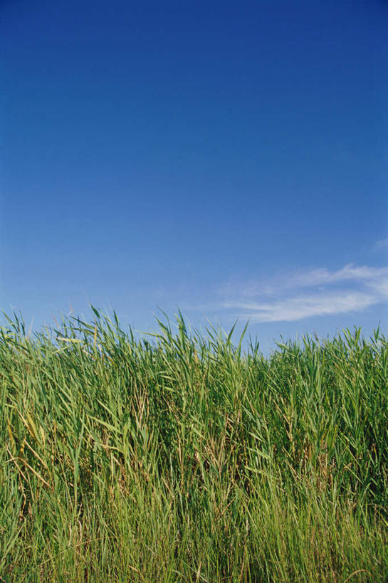 无人,竖图,室外,白天,正面,草地,草坪,美景,植物,阴影,光线,影子,景观,云,云朵,云彩,草,蓝色,绿色,白云,蓝天,天空,阳光,自然,天,景色,自然风光,彩图