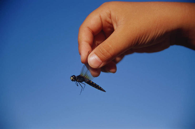 东方人,儿童,手,一个人,站,横图,室外,特写,白天,侧面,纯洁,亚洲,仅一个男性,仅一个人,服装,蜻蜓,昆虫,拿,拿着,注视,休闲装,黄种人,小孩,衣服,蓝色,蓝天,天空,天,观察,看,站着,仅一个小孩,休闲,手部,休闲服,可爱,童年,童趣,服饰,观看,察看,关注,童真,烂漫,无邪,天真,男孩,男人,男性,亚洲人,孩子,站立,半身,彩图,男生