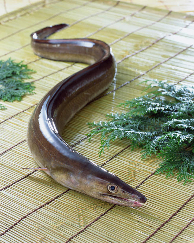 无人,竖图,俯视,室内,特写,白天,餐桌,桌子,叶子,一条,阴影,装饰,光线,鱼,影子,绿叶,海鳗,鱼类,海洋生物,嫩叶,餐台,华丽,修饰,点缀,水生动物,水生物,海底动物,衬托,美观,雅致,雅观,叶,叶片,彩图,高角度拍摄