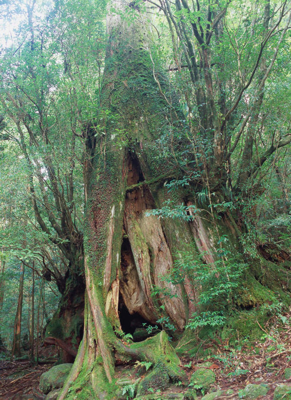 无人,竖图,室外,白天,仰视,旅游,度假,美景,森林,树林,植物,鹿儿岛,日本,亚洲,景观,雪松,娱乐,树,树木,绿色,自然,享受,休闲,景色,放松,生长,成长,自然风光,东亚,日本国,九州本岛,九州,九州岛,九州地方,鹿儿岛县,屋久岛,彩图,低角度拍摄
