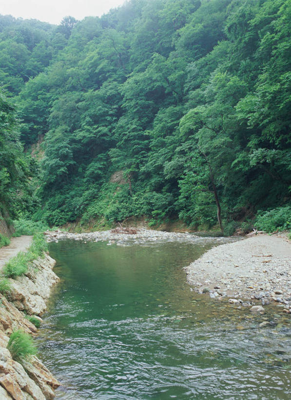 无人,竖图,室外,白天,正面,旅游,度假,河流,美景,森林,树林,水,植物,日本,亚洲,河水,景观,水流,娱乐,树,树木,绿色,自然,享受,休闲,景色,放松,生长,成长,自然风光,东亚,本州,本州岛,日本国,青森,青森县,东北地方,白神山地,彩图