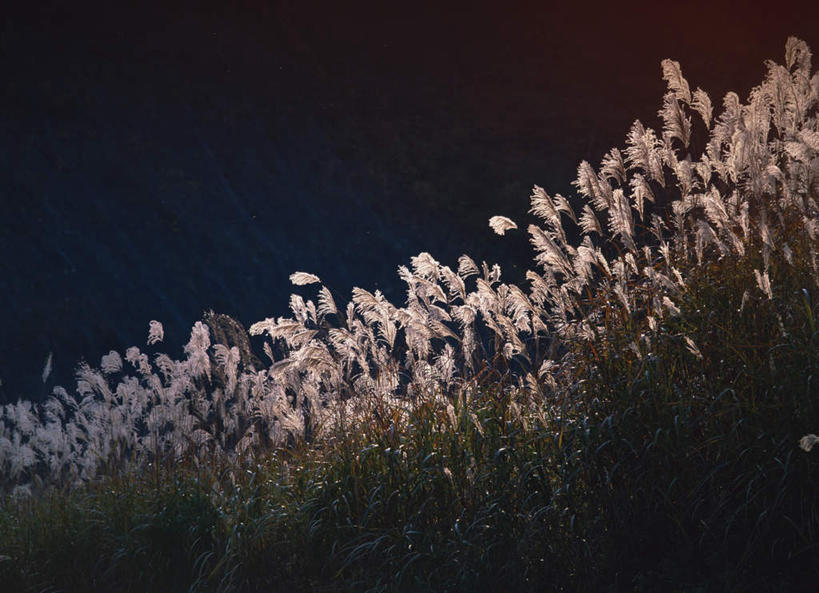 无人,横图,室外,白天,仰视,旅游,度假,美景,日本,亚洲,景观,芒草,娱乐,自然,享受,休闲,景色,放松,自然风光,东亚,五节芒,本州,本州岛,日本国,东北地方,福岛,福岛县,管草,管芒,寒芒,彩图,低角度拍摄