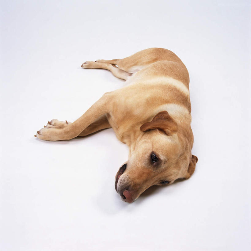 无人,躺,方图,室内,特写,白天,白色背景,正面,宠物,狗,拉布拉多,注视,拉布拉多猎犬,一只,动物,观察,看,可爱,摄影,影棚,观看,察看,关注,拉布拉多犬,忠诚,卧着,犬,躺着,卧,彩图,全身,影棚拍摄,拍摄
