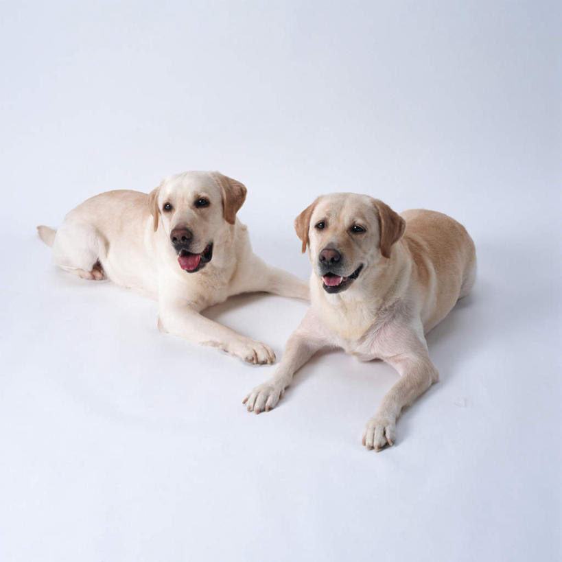 无人,方图,俯视,室内,特写,白天,白色背景,宠物,狗,拉布拉多,注视,拉布拉多猎犬,动物,观察,看,趴着,张嘴,两只,可爱,摄影,影棚,观看,察看,关注,拉布拉多犬,张大嘴巴,忠诚,张开嘴,犬,趴,抬头,仰头,彩图,高角度拍摄,全身,影棚拍摄,拍摄