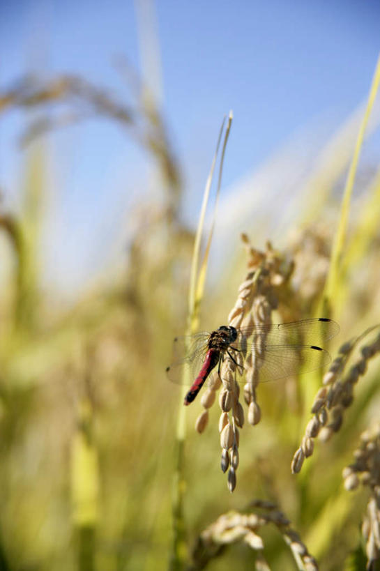 无人,农田,站,竖图,室外,特写,白天,正面,农业,庄稼,朦胧,模糊,蜻蜓,昆虫,稻田,稻穗,一只,红色,蓝色,蓝天,天空,动物,天,站着,晴朗,益虫,万里无云,晴空,晴空万里,站立,彩图,全身,耕地,庄稼田