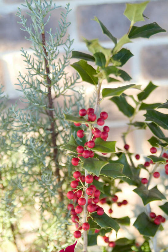 无人,竖图,室外,特写,白天,正面,植物,朦胧,模糊,冬青树,树,树木,绿色,自然,生长,成长,彩图