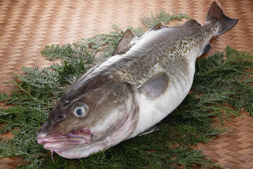 海鲜,无人,横图,俯视,室内,特写,白天,烹饪,餐桌,桌子,一条,鱼,日本料理,料理,食品,水产,菜肴,美食,食物,日式料理,日式,佳肴,餐台,海草,海产品,鳕鱼,海产,彩图,高角度拍摄,全身