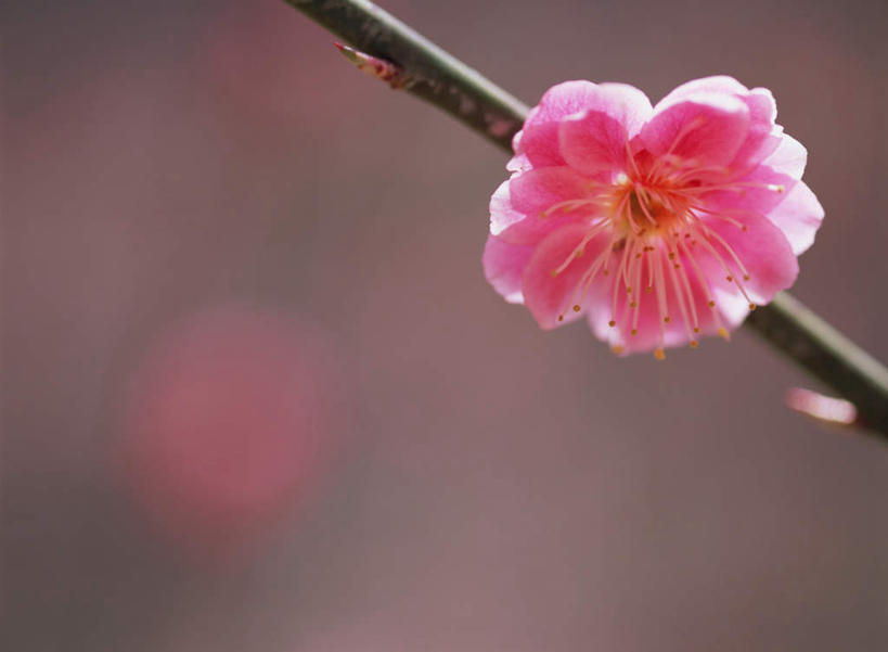 无人,横图,室外,特写,白天,正面,花海,花圃,美景,植物,叶子,日本,亚洲,朦胧,模糊,盛开,景观,梅花,枝头,枝条,枝,粉红,花蕾,花,花瓣,花朵,鲜花,树,树木,树枝,红色,绿色,自然,花丛,花束,花田,花苞,花蕊,景色,高雅,坚强,自然风光,东亚,日本国,虬枝,枝杈,梅,彩图