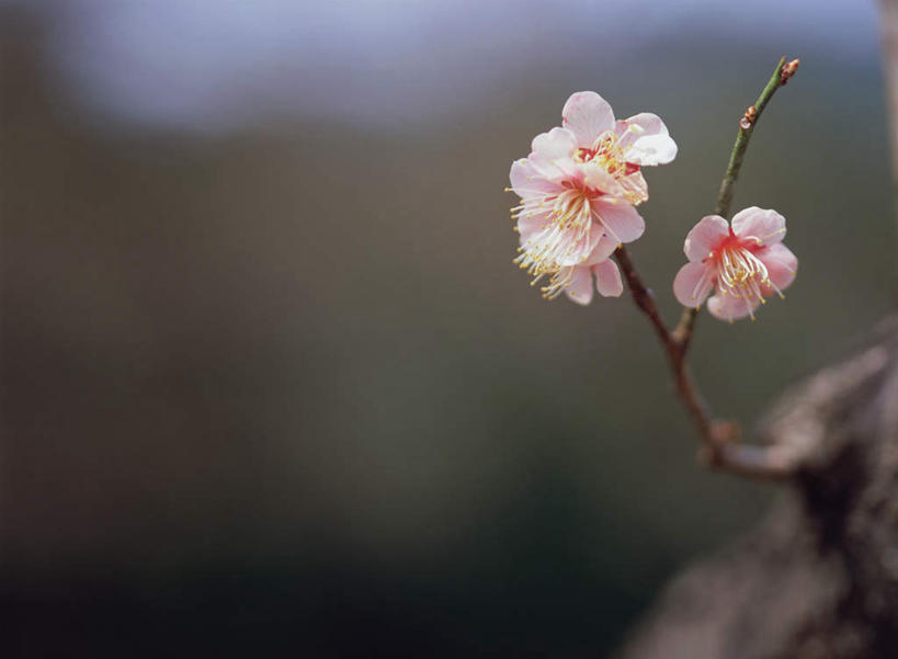 无人,横图,室外,特写,白天,正面,幸福,纯洁,花海,花圃,美景,植物,樱花,叶子,日本,亚洲,朦胧,模糊,盛开,景观,枝头,枝条,枝,粉红,花蕾,花,花瓣,花朵,鲜花,树,树木,树枝,红色,绿色,自然,花丛,花束,花田,花苞,花蕊,景色,等待,生命,自然风光,东亚,日本国,仙樱花,福岛樱,青肤樱,高尚,热烈,虬枝,枝杈,荆桃,彩图