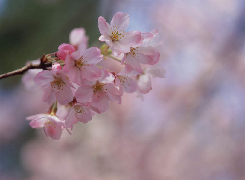 无人,横图,室外,特写,白天,正面,幸福,纯洁,花海,花圃,美景,植物,樱花,叶子,日本,亚洲,朦胧,模糊,盛开,景观,枝头,枝条,枝,粉红,花蕾,花,花瓣,花朵,鲜花,树,树木,树枝,红色,绿色,自然,花丛,花束,花田,花苞,花蕊,景色,等待,生命,自然风光,东亚,日本国,仙樱花,福岛樱,青肤樱,高尚,热烈,虬枝,枝杈,荆桃,彩图