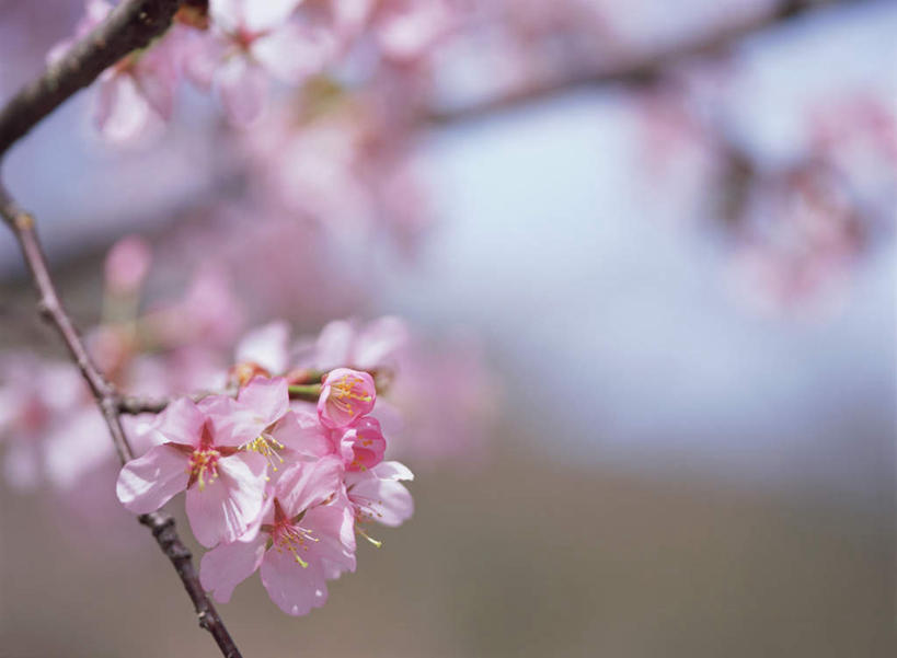 无人,横图,室外,特写,白天,正面,幸福,纯洁,花海,花圃,美景,植物,樱花,叶子,日本,亚洲,朦胧,模糊,盛开,景观,枝头,枝条,枝,粉红,花蕾,花,花瓣,花朵,鲜花,树,树木,树枝,红色,绿色,自然,花丛,花束,花田,花苞,花蕊,景色,等待,生命,自然风光,东亚,日本国,仙樱花,福岛樱,青肤樱,高尚,热烈,虬枝,枝杈,荆桃,彩图