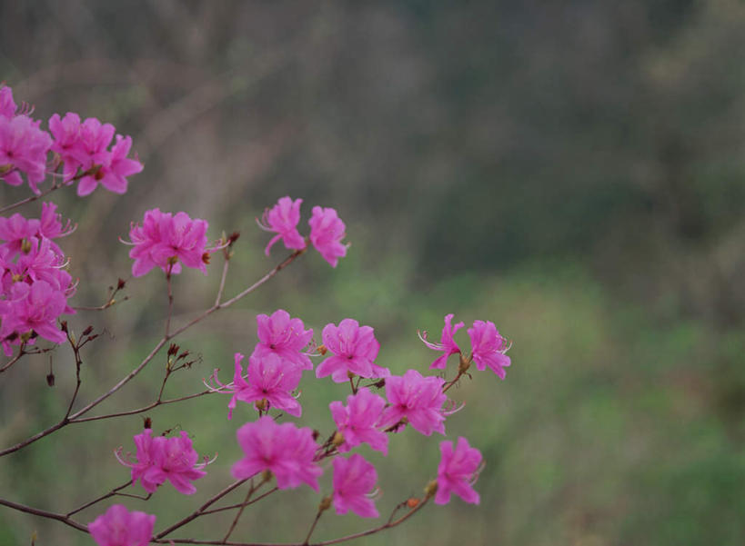 无人,横图,室外,特写,白天,正面,旅游,度假,花海,花圃,美景,植物,杜鹃花,叶子,日本,亚洲,朦胧,模糊,盛开,景观,杜鹃,枝头,枝,花蕾,娱乐,花,花瓣,花朵,鲜花,绿色,自然,花丛,花束,花田,花苞,花蕊,享受,休闲,景色,放松,喜悦,克制,自然风光,东亚,日本国,红杜鹃,满山红,清明花,清时,山踯躅,红踯躅,节制,欣喜,山石榴,映山红,彩图