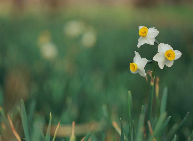 无人,横图,室外,特写,白天,正面,爱情,旅游,度假,陶醉,花海,花圃,美景,植物,水仙花,叶子,日本,亚洲,朦胧,模糊,盛开,景观,枝头,枝,花蕾,娱乐,花,花瓣,花朵,鲜花,绿色,自然,花丛,花束,花田,花苞,花蕊,享受,休闲,景色,放松,自然风光,记忆,东亚,日本国,金盏银台,玉玲珑,女史花,雅蒜,天蒜,敬意,自恋,凌波仙子,水仙,天葱,彩图