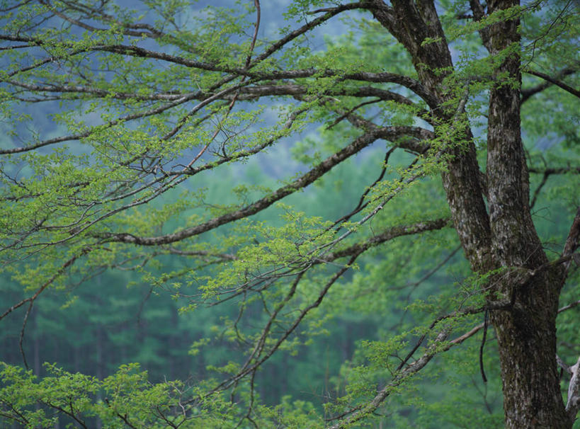 无人,横图,室外,白天,正面,旅游,度假,美景,森林,山,山脉,树林,植物,长野县,日本,亚洲,景观,山峰,山峦,娱乐,树,树木,绿色,自然,群山,享受,休闲,景色,放松,生长,成长,自然风光,东亚,本州,本州岛,日本国,中部地方,长野,上高地,彩图