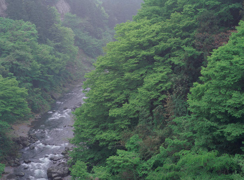 无人,横图,俯视,室外,白天,旅游,度假,河流,美景,森林,树林,水,植物,东京,日本,亚洲,河水,景观,水流,娱乐,树,树木,绿色,自然,享受,休闲,景色,放松,生长,成长,自然风光,东亚,本州,关东地方,本州岛,日本国,东京都,涧,山涧,溪涧,彩图,高角度拍摄