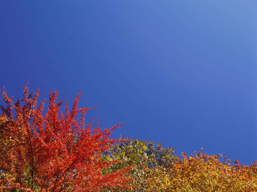 无人,横图,室外,白天,仰视,旅游,度假,美景,森林,树林,植物,枫树,长野县,日本,亚洲,景观,云,云朵,云彩,娱乐,树,树木,红色,蓝色,白云,蓝天,天空,自然,天,享受,休闲,景色,放松,生长,晴朗,成长,自然风光,东亚,本州,本州岛,日本国,中部地方,长野,槭树,日本红枫,日本红丝带,志贺高原,晴空,彩图,低角度拍摄