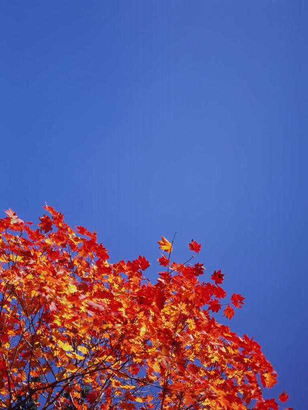 无人,竖图,室外,白天,仰视,旅游,度假,美景,森林,树林,植物,枫树,长野县,日本,亚洲,景观,娱乐,树,树木,红色,蓝色,蓝天,天空,自然,天,享受,休闲,景色,放松,生长,晴朗,成长,自然风光,东亚,本州,万里无云,本州岛,日本国,中部地方,长野,槭树,日本红枫,日本红丝带,志贺高原,晴空,晴空万里,彩图,低角度拍摄