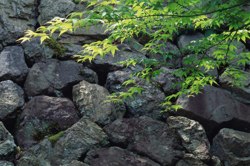 无人,横图,室外,白天,正面,旅游,度假,石头,名胜古迹,植物,标志建筑,地标,建筑,枫树,叶子,京都,日本,亚洲,阴影,遗迹,光线,石子,影子,墙,绿叶,古迹,文物,娱乐,建设,古建筑,石墙,墙壁,墙面,树,树木,绿色,阳光,自然,享受,休闲,嫩叶,旅游胜地,放松,京都府,生长,成长,古文明,东亚,本州,本州岛,日本国,近畿地方,近畿,槭树,鸡爪槭,西京区,胜持寺,叶,叶片,石块,鸡爪枫,彩图