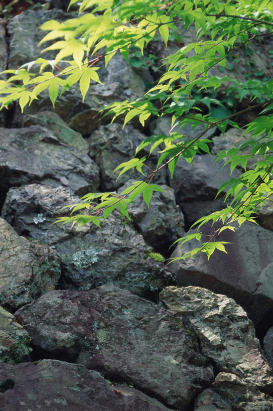 无人,竖图,室外,白天,正面,旅游,度假,石头,名胜古迹,植物,标志建筑,地标,建筑,枫树,叶子,京都,日本,亚洲,阴影,遗迹,光线,石子,影子,墙,绿叶,古迹,文物,娱乐,建设,古建筑,石墙,墙壁,墙面,树,树木,绿色,阳光,自然,享受,休闲,嫩叶,旅游胜地,放松,京都府,生长,成长,古文明,东亚,本州,本州岛,日本国,近畿地方,近畿,槭树,鸡爪槭,西京区,胜持寺,叶,叶片,石块,鸡爪枫,彩图