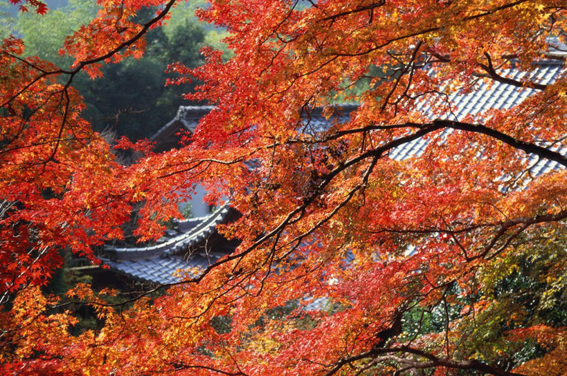 无人,寺庙,横图,俯视,室外,白天,旅游,度假,名胜古迹,树林,植物,地标,枫树,东京,日本,亚洲,节日,遗迹,瓦片,屋顶,屋檐,枫叶,顶棚,古迹,文化,文物,娱乐,古建筑,檐,树,树木,红色,绿色,自然,庙宇,祈祷,享受,休闲,健康,旅游胜地,放松,许愿,宗教,佛教,信仰,生长,成长,纪念,祈求,古文明,东亚,本州,关东地方,本州岛,日本国,东京都,槭树,鸡爪槭,释教,吉祥寺,平安,鸡爪枫,彩图,高角度拍摄,庙,寺,文京区,标志性建筑