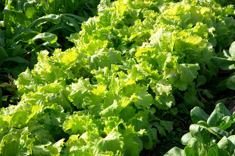 无人,菜园,农田,横图,俯视,室外,特写,白天,农业,庄稼,农作物,田园,植物,蔬菜,许多,阴影,新鲜,光线,影子,菜地,生菜,莴苣,食品,草,食物,绿色,阳光,有机食品,绿色食品,菜棚,田庄,春菜,鹅仔菜,莴仔菜,千金菜,叶用莴苣,地棚,彩图,高角度拍摄,耕地,庄稼田