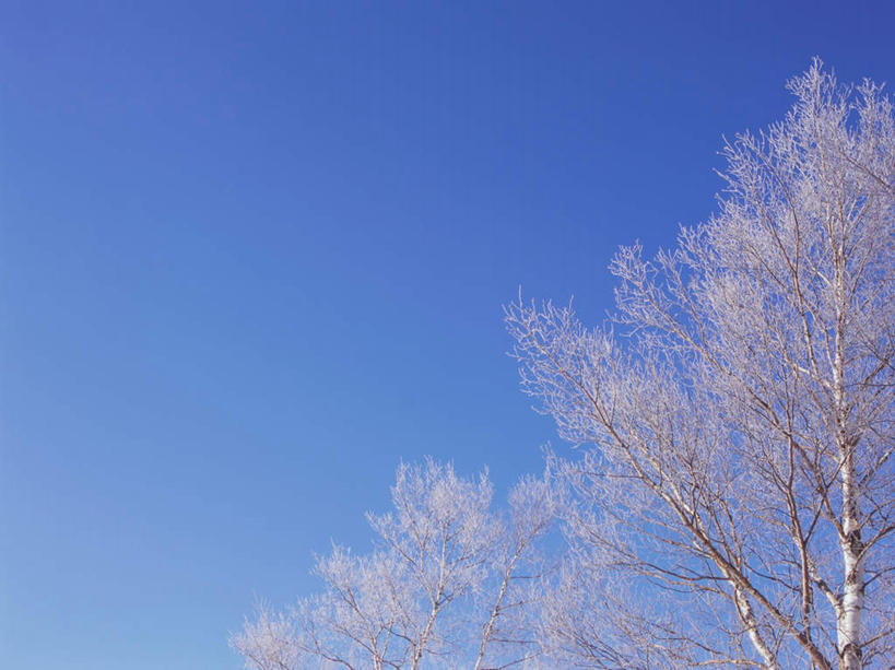 无人,横图,室外,白天,仰视,旅游,度假,美景,雪,植物,大雪,北海道,日本,亚洲,阴影,光线,影子,冰,积雪,景观,雪景,冬季,冬天,娱乐,树,树木,蓝色,绿色,蓝天,天空,阳光,自然,天,享受,休闲,景色,放松,寒冷,生长,晴朗,成长,冰冷,自然风光,雾凇,东亚,万里无云,日本国,北海道地方,北海道岛,严寒,冰凉,酷寒,凛冽,凛凛,极冷,树挂,晴空,晴空万里,彩图,低角度拍摄