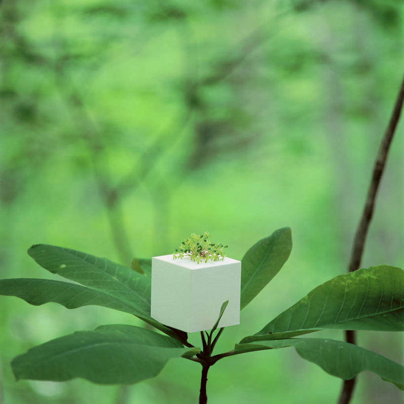 无人,方图,室外,特写,白天,正面,植物,静物,礼盒,礼物,叶子,朦胧,模糊,包装,包装纸,纸,纸盒,绿叶,枝条,纸张,盒子,树,树木,树枝,一个,包装盒,礼品盒,嫩叶,礼品,单个,包装材料,牛皮纸,虬枝,枝杈,叶,叶片,彩图