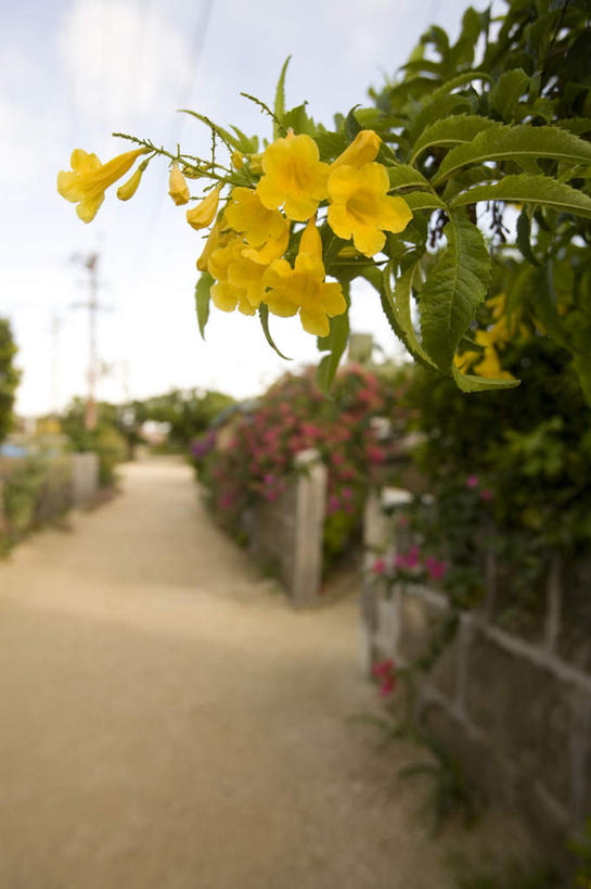 无人,竖图,室外,白天,正面,旅游,度假,美景,植物,道路,路,日本,亚洲,阴影,朦胧,模糊,盛开,光线,影子,景观,云,云朵,小路,交通,花蕾,云彩,娱乐,冲绳,花,花瓣,花朵,鲜花,树,树木,黄色,蓝色,绿色,白云,蓝天,天空,阳光,自然,天,花苞,花蕊,享受,休闲,景色,放松,乡间小路,生长,成长,冲绳县,自然风光,东亚,琉球群岛,竹富岛,日本国,九州地方,八重山群岛,彩图