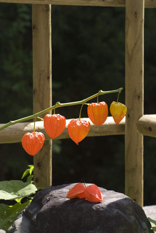 无人,竖图,室外,白天,正面,石头,叶子,照明,日本,亚洲,许多,吊挂,悬挂,灯笼,石子,纸灯笼,绿叶,挂,灯具,橙色,嫩叶,照亮,照明设备,东亚,日本国,白鹤花,白玉簪,玉春棒,玉簪花,宽和,恬静,叶,叶片,石块,岩石,彩图