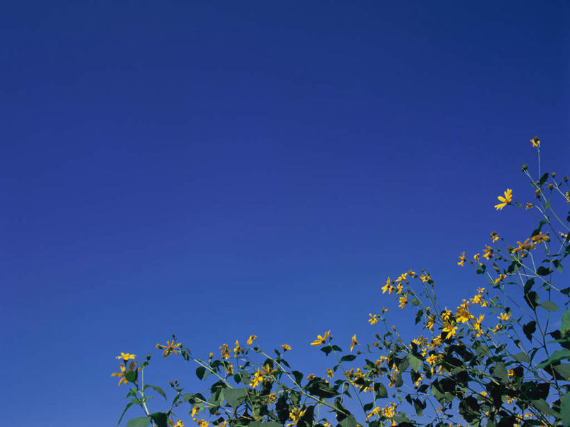 无人,横图,室外,白天,仰视,旅游,度假,美景,叶子,东京,日本,亚洲,许多,阴影,盛开,光线,影子,景观,绿叶,花蕾,娱乐,花,花瓣,花朵,鲜花,黄色,蓝色,蓝天,天空,阳光,自然,天,花苞,花蕊,享受,休闲,嫩叶,景色,放松,晴朗,自然风光,东亚,本州,万里无云,关东地方,本州岛,日本国,东京都,日野市,日野,叶,叶片,晴空,晴空万里,彩图,低角度拍摄