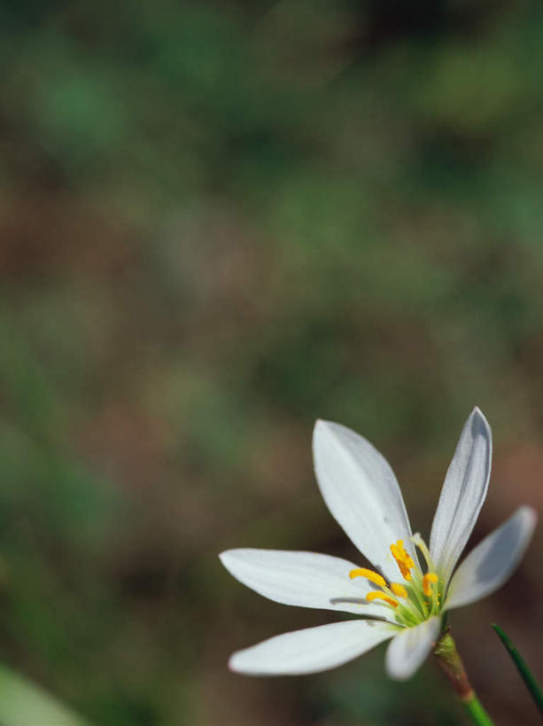 无人,花园,竖图,俯视,室外,特写,白天,旅游,度假,草地,草坪,花圃,美景,植物,百合花,叶子,东京,日本,亚洲,朦胧,模糊,景观,绿叶,娱乐,草,一朵,绿色,白色,自然,享受,休闲,嫩叶,景色,放松,自然风光,东亚,本州,关东地方,本州岛,日本国,东京都,强瞿,日野市,日野,百合蒜,倒仙,番韭,山丹,叶,叶片,小花园,彩图,高角度拍摄