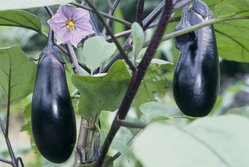 无人,横图,室外,特写,白天,正面,茄子,蔬菜,叶子,阴影,新鲜,盛开,光线,影子,食品,绿叶,枝干,花蕾,花,花瓣,花朵,鲜花,树枝,食物,两个,一朵,紫色,阳光,花苞,花蕊,嫩叶,有机食品,绿色食品,叶,叶片,落苏,酪酥,昆仑瓜,矮瓜,彩图