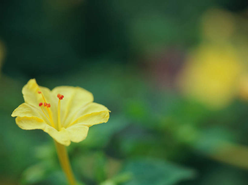 无人,横图,室外,特写,白天,正面,美景,茉莉花,东京,日本,亚洲,朦胧,模糊,盛开,景观,花蕾,花,花瓣,花朵,茉莉,鲜花,一朵,黄色,自然,花苞,花蕊,景色,自然风光,东亚,本州,关东地方,本州岛,日本国,东京都,莫利花,没丽,没利,末莉,末利,香魂,彩图,抹厉,木梨花