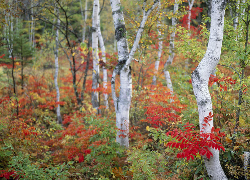 无人,横图,室外,白天,正面,旅游,度假,美景,秋季,森林,树林,植物,叶子,长野县,日本,亚洲,景观,绿叶,娱乐,树,树木,红色,绿色,自然,享受,休闲,嫩叶,景色,放松,生长,成长,自然风光,东亚,本州,本州岛,日本国,中部地方,长野,松本市,松本城,叶,叶片,秋,秋天,彩图