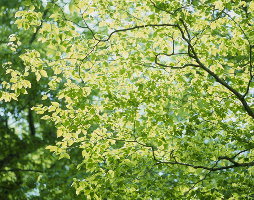无人,横图,室外,白天,仰视,森林,树林,植物,叶子,静冈县,日本,亚洲,阴影,光线,影子,绿叶,树,树木,绿色,阳光,自然,嫩叶,生长,成长,东亚,本州,本州岛,日本国,中部地方,静冈,叶,叶片,彩图,低角度拍摄