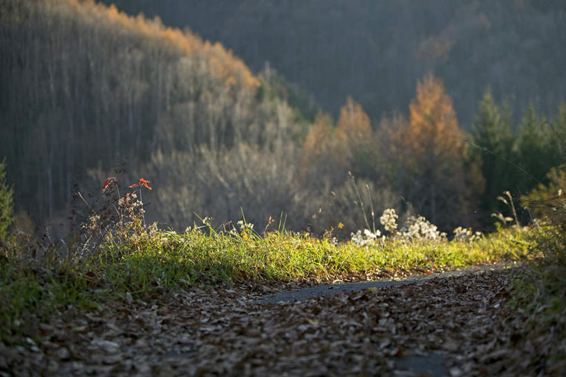 无人,横图,室外,白天,正面,旅游,度假,美景,森林,树林,植物,叶子,长野县,日本,亚洲,景观,绿叶,娱乐,树,树木,绿色,自然,享受,休闲,嫩叶,景色,放松,生长,成长,自然风光,东亚,本州,本州岛,日本国,中部地方,长野,松本市,松本城,叶,叶片,彩图